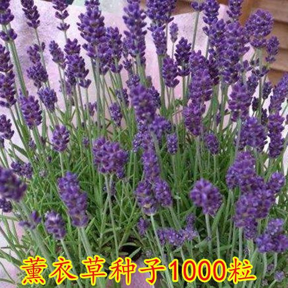 Semillas de flores, plantas en macetas, balcón, jardín, margarita, girasol, lavanda, pétalos dobles, semillas de girasol