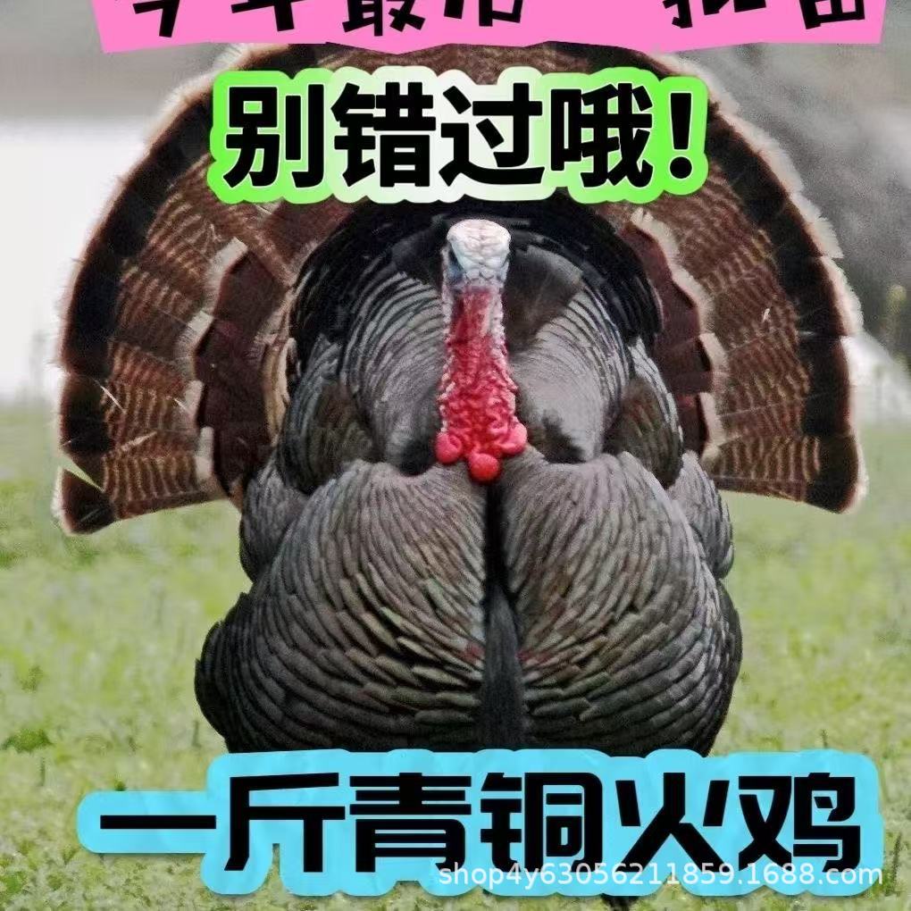 正宗尼古拉青铜火鸡青年火鸡脱温火鸡苗纯种尼古拉火鸡幼苗脱温