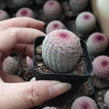 Gh实生红太阳仙人球盆栽办公室多肉植物仙人掌开花绿植 易养防辐