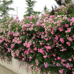 Thornless Multi-Flower Climbing Rose Seedlings Ten Sisters Courtyard Pink Large Florals Strong Fragrance Seven Sisters Light Pink Florals