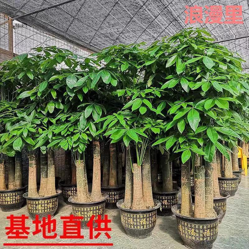 Big Money Tree for the Living Room, Money Tree for Business Openings, Indoor Green Plant, Large Potted Money Tree Big Money Tree for the Living Room, Money Tree for Business Openings, Indoor Green Plant, Large Potted Money Tree