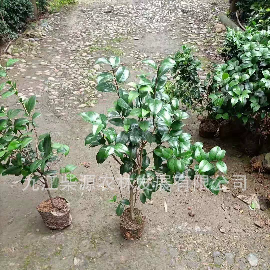 [Оптовая камелия] Пион Seven Star Camellia Саженцы камелии 3cm Camellia 5cm Полные характеристики