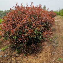 红叶石楠球火焰红 独杆红叶石楠球中华石楠树高杆红叶石楠
