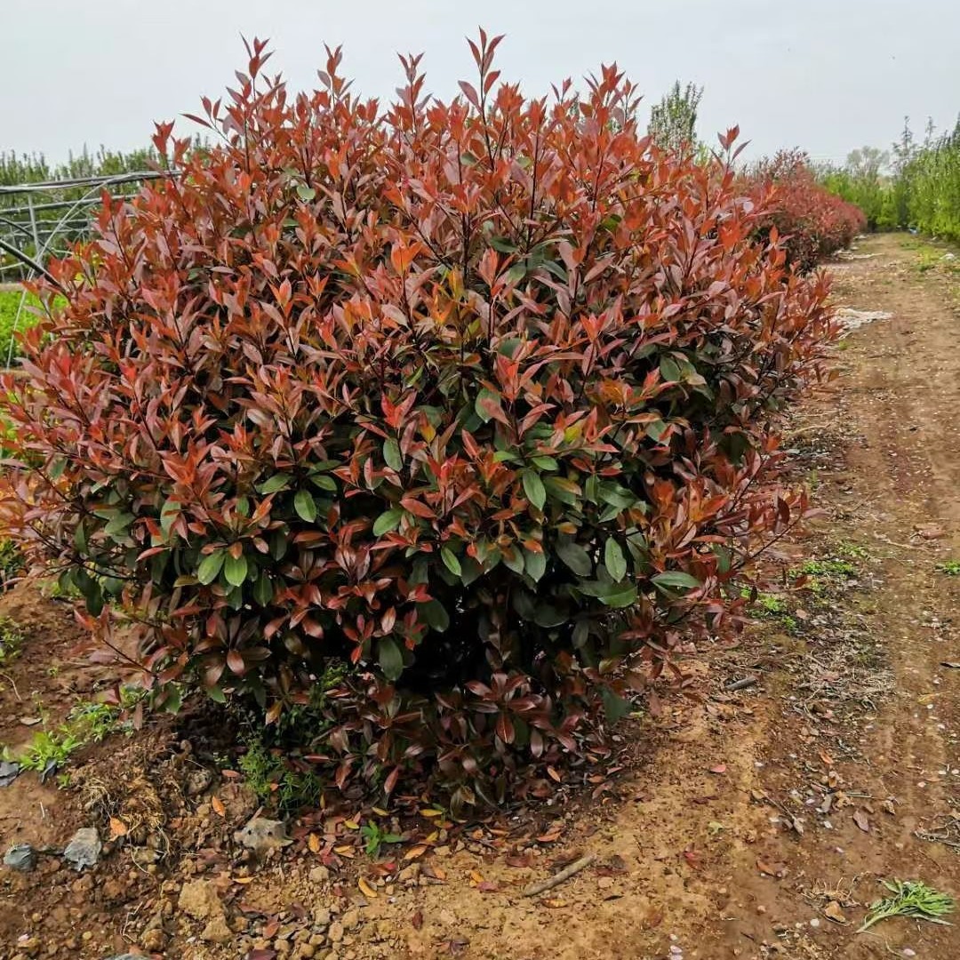 红叶石楠球火焰红 独杆红叶石楠球中华石楠树高杆红叶石楠