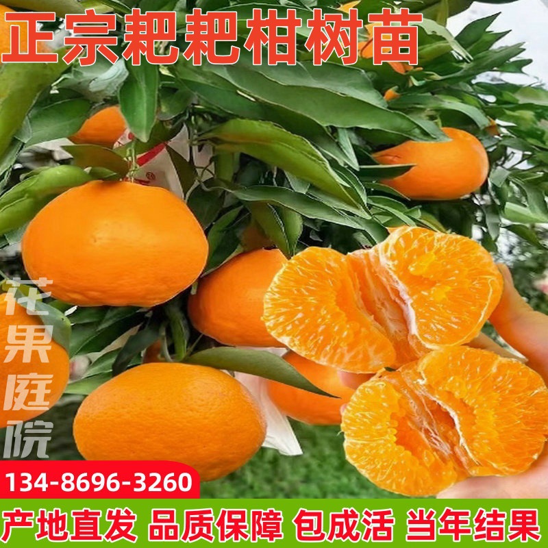 正宗四川春见耙耙柑树苗嫁接果树粑粑柑沃柑丑橘南北方种植水果苗