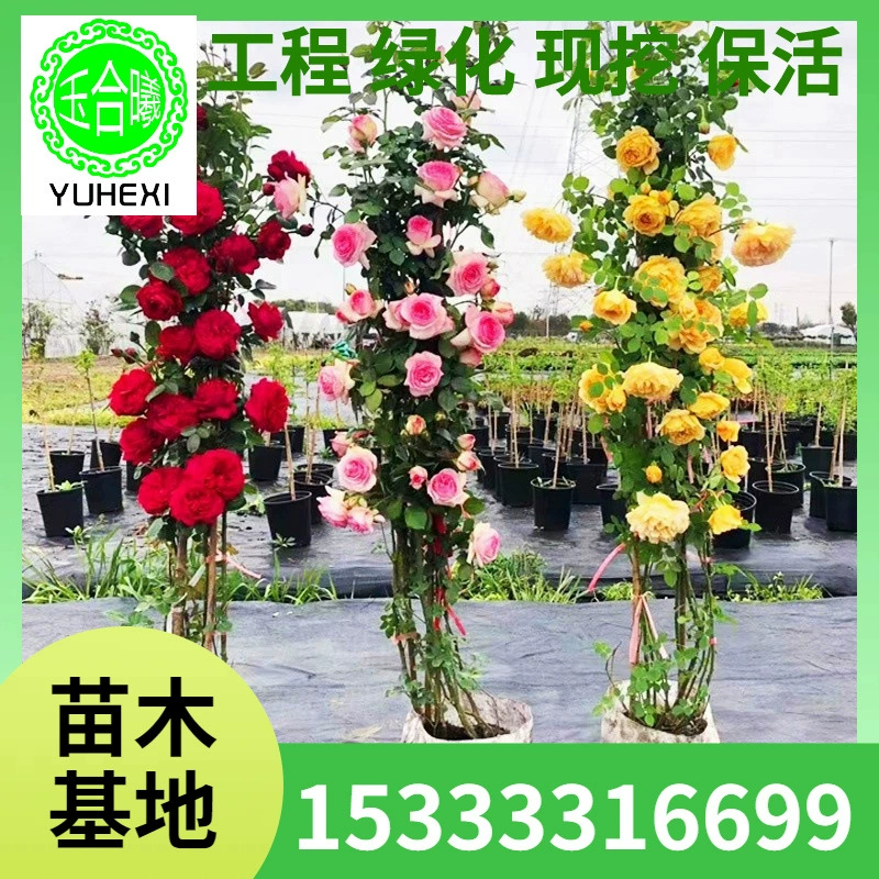 Оптовая продажа саженцев виноградной розы, арок из вьющихся роз, горшечных растений Dragon Sand Ruby, многолепестковых роз, цветущих в том же году