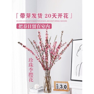 һ�����l�r��֦�t÷��֦���������֦�ѻ�ˮ��ֲ�����ѩ��֦��