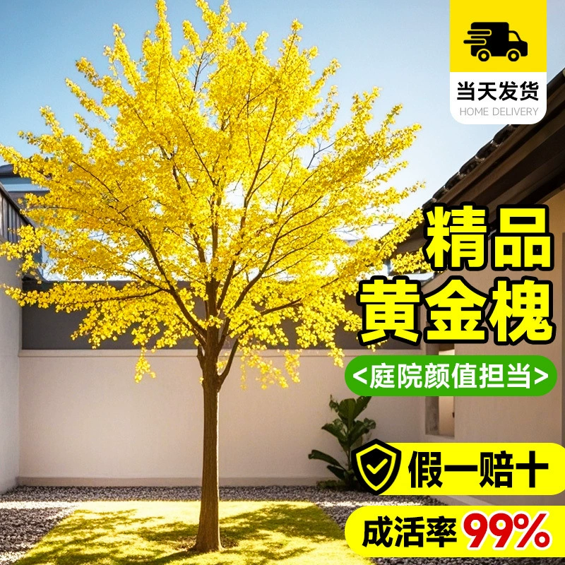 Настоящее золотое дерево локуста, большой саженец для виллы во дворе, бонсай для круглогодичного зеленения на открытом воздухе в горшке.