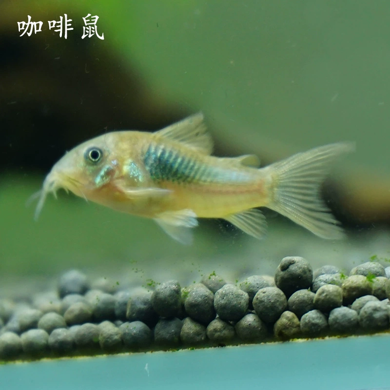 Бронзовая крыса тропическая мышь дно рыбы крыса рыба белая мышь цветок мышь кофе мышь Купание трава инструмент для очистки резервуара