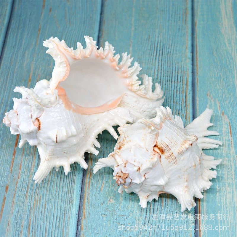 Thousand -handed snails snails natural conch shell fish tank decoration aquarium landscaping Mediterranean style small decoration
