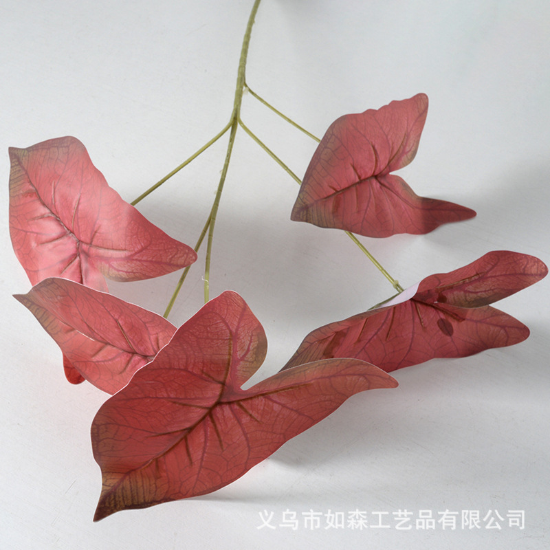 Hojas de taro de color rojo