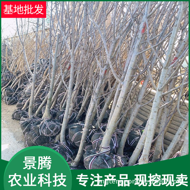 出售苹果树 4公分 5公分苹果树大量有货 维纳斯黄金等品种苹果树