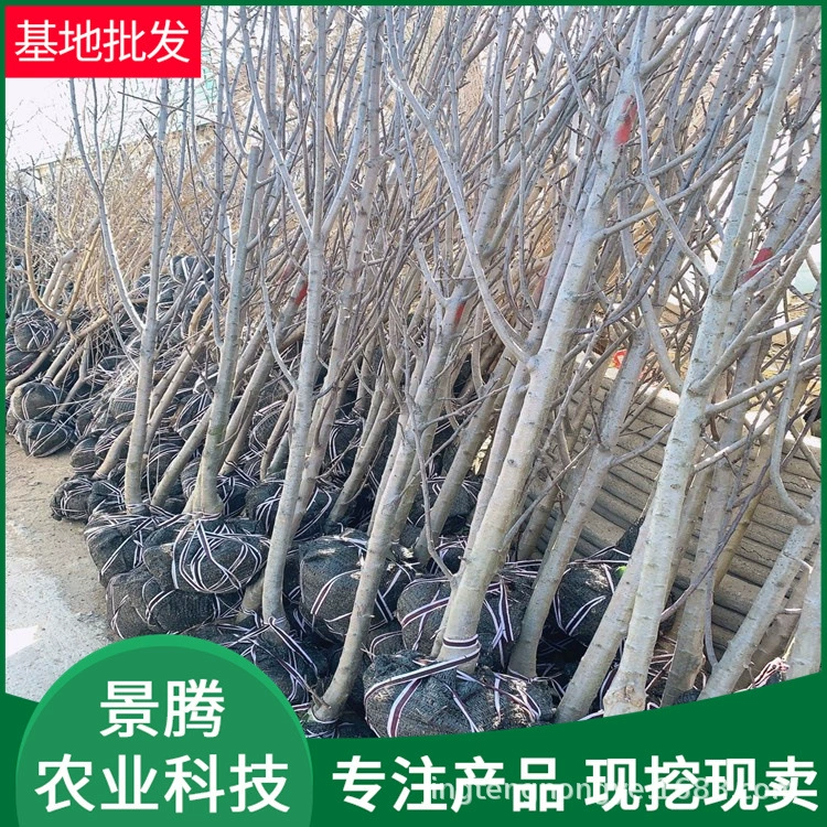 Яблоня оптом, плодоношение в том же году 3cm 4cm Полные характеристики и полные сорта яблонь