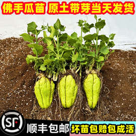 佛手瓜种瓜种苗种子种籽带芽新鲜福寿瓜苗四季盆栽蔬菜苗孑龙须菜