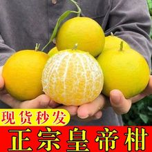 【急速发货】广柑桔子新鲜黄帝柑当季水果贡柑柑橘包邮