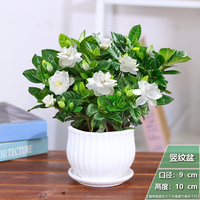 [다용도 스타일] 치자나무 화분 1개 + 세로무늬 세라믹 화분 + 영양비료