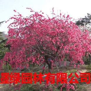 �t�~���Ҙ�ͥԺ�^�p�һ����~������e���L�������~�Ҙ乤�̾G����