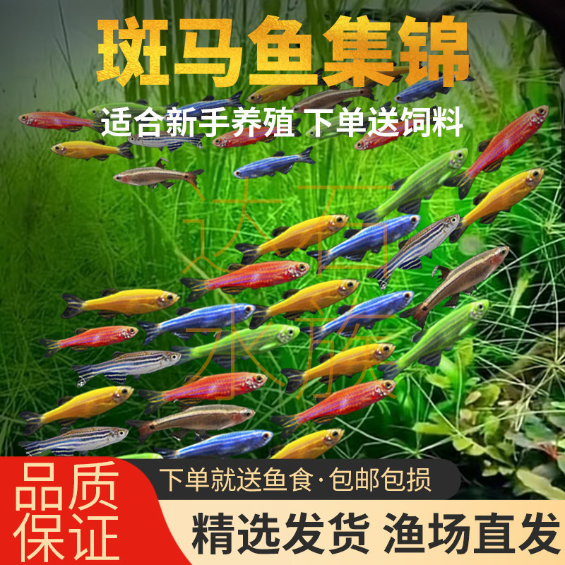 Tropical Ornamental Fish, Fluorescent Zebra Fish, Guppies, Lanternfish, Small Live Fish, Cold-Water Fish, Freshwater, Easy to Care for Tropical Ornamental Fish, Fluorescent Zebra Fish, Guppies, Lanternfish, Small Live Fish, Cold-Water Fish, Freshwater, Easy to Care for