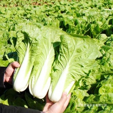 �߲˷N�I�˷N�������R�N���[�N���Ѳ����ļ��ײ����ԷN�ݾ²����