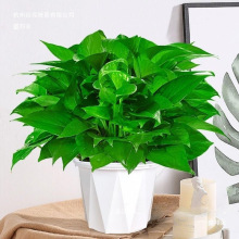 花卉绿萝盆栽净化空气吸室内办公室除甲醛新房水培家用绿植除甲醛