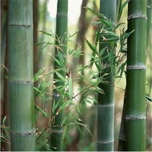 ���羳��؛������ë��N������N���_�h�����ļ���������ʳ����