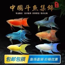 中国斗鱼热带鱼澳火蓝蛇无纹蓝不打氧耐活鱼观赏小鱼好养冷水鱼苗