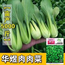 肉肉菜种子当季小白菜青菜油菜种籽四季播阳台盆栽园艺蔬菜种子孑
