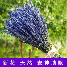 新疆伊犁纯天然薰衣草新花干花花束拍摄安神助眠家居装饰摆件插花