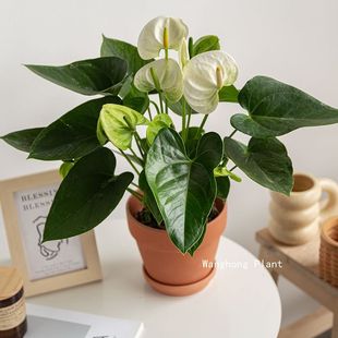 �W�t�Gֲ���ư�������˹���Q���҃�����͟Ứ�����������ļ����_