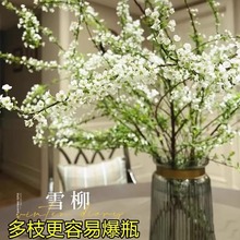重瓣雪柳干枝支鲜枝水养插花水培植物鲜花卉室内盆栽绿植雪柳批发