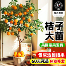 ����ɰ���٘��玧�����ӹ��������Ә��������҃ȿ͏d���B���Ә�