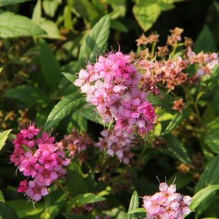 Wholesale Spiraea Seedlings Courtyard Perennial Heat-Resistant and Cold-Resistant Foliage Flowering Flower Mirror Plant Jinshan Spiraea Seedlings