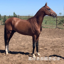 �����T���R �ɹ��R �����R ���R ��Ѫ�R ɽ�|���кõ��T���R