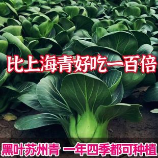 ���~���_�K����N�Ӻڴ��^��������๣��С�Ͳ˷N���K����˷NZ