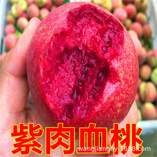 �F�ڬF�u������Ʒ�N���ⴺѩ ���������Ҙ��� ������Ѯ������Ҙ�