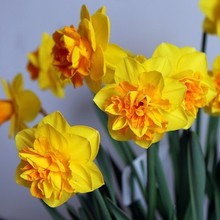 ��ˮ�ɷN���҃��ļ��������Ի���ˮ�ɻ����ֲ���_��Ư��