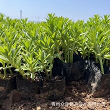 �M�������߶�ѿǤ��I�B��ֲ���ͺ��ͺ�ֲ��߶�8CM