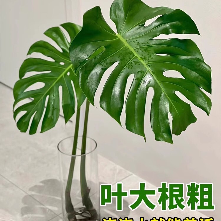 Large Hydroponic Monstera Plant, Large Potted Plant for Indoor Living Room, Suitable for Hydroponics, Trendy Monstera Plant