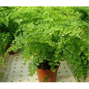 Green Plants and Florals, Shade-Tolerant Hydroponic Maidenhair Fern, Potted Maidenhair Fern, Perennial Evergreen Herb, Foliage, Green Plants with Soil