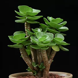 花盆容器;收纳架;厨房置物架