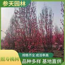 重庆贵州四川龙柱碧桃12公分龙柱碧桃15公分龙柱碧桃18公分龙柱碧