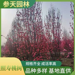 �ؑc�F���Ĵ���������12������������15������������18����������