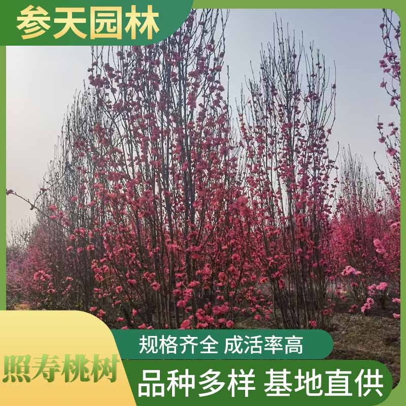 重庆贵州四川照寿桃12公分照寿桃15公分照寿桃18公分照寿桃20公分