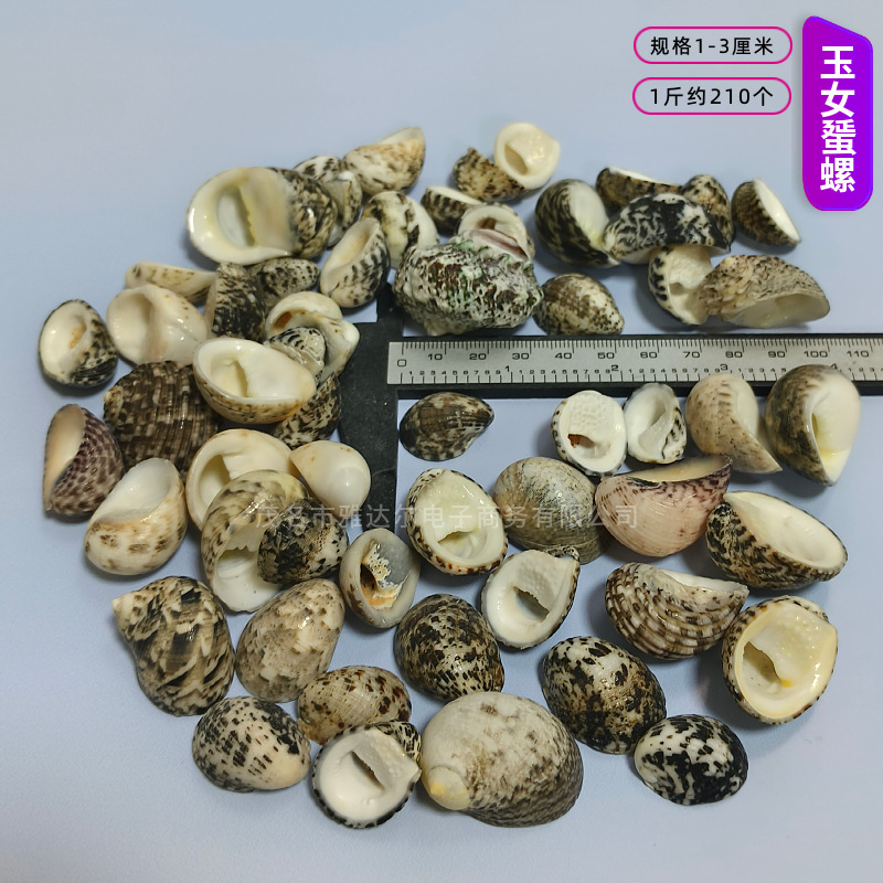 貝殻と法螺貝 1～2cmをポンド単位で販売、貝殻と砂を混ぜて手作りのDIYテーブルを製作、ドリフトボトルを製作|undefined