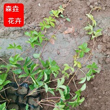 ���\���~���\���@�ر���Ԯֲ����ܾG�����w�G�����~���\���l