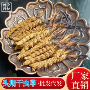 Тибет нак cordyceps Summer Wholesale 2023 Термин Cordyceps cordyceps sinensis Qinghai Yushu Cordyceps Homorrrehee Beauty Fresh Cordycepss