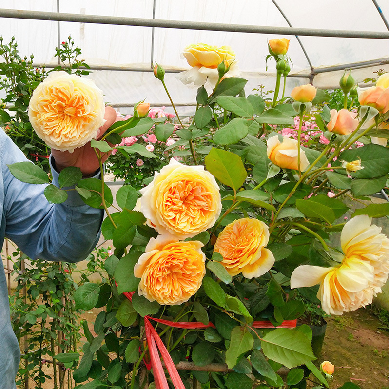 基地批发藤本月季欧洲月季爬藤月季庭院盆栽花卉四季循环开花