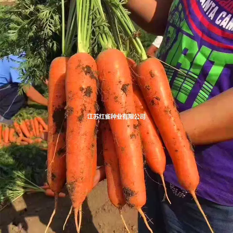 Семена желтой моркови с нежным мясом и сладким вкусом можно есть сырые желтые семена моркови