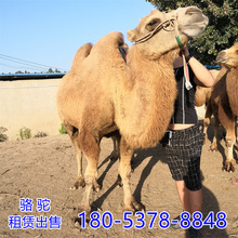 成年乘骑骆驼 骆驼养殖场景区观赏骑乘双峰骆驼价格