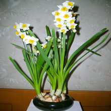 室内花卉 洋水仙 种球 种子 盆栽 水仙花水培植物 风信子百合绿植